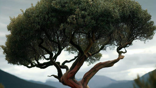 New Zealand Manuka Tree