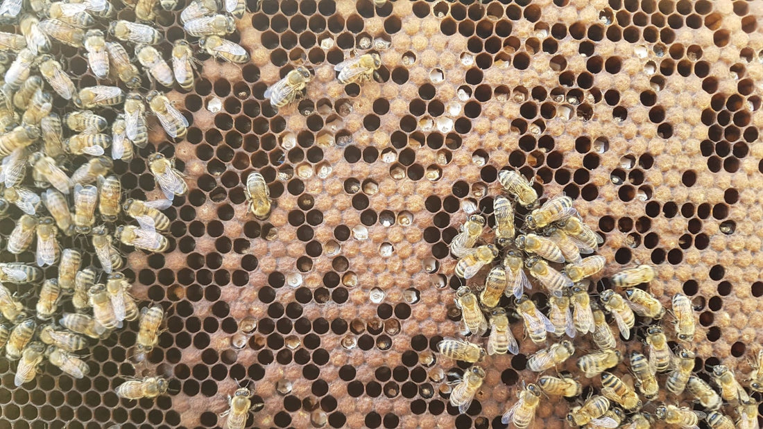 Winter Battles - Chalkbrood