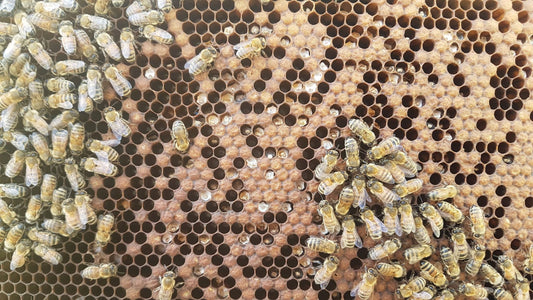 Winter Battles - Chalkbrood