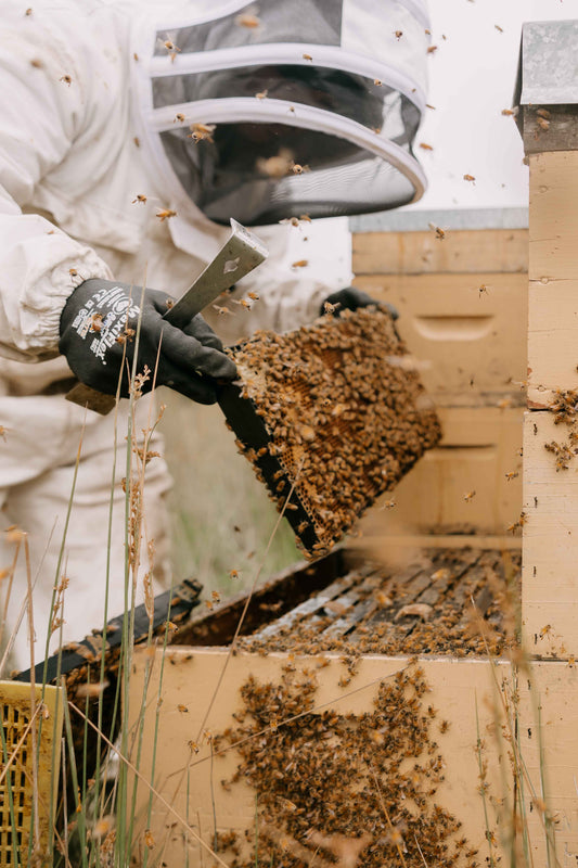 Beehive Extraction Photography - M&H manuka honey