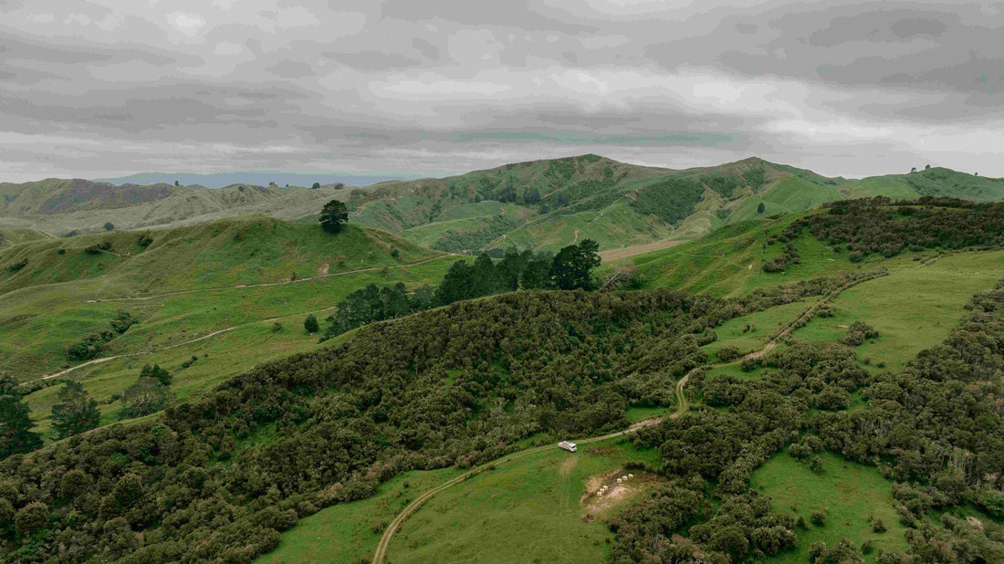 Manuka Honey plants covering the NZ hillsides