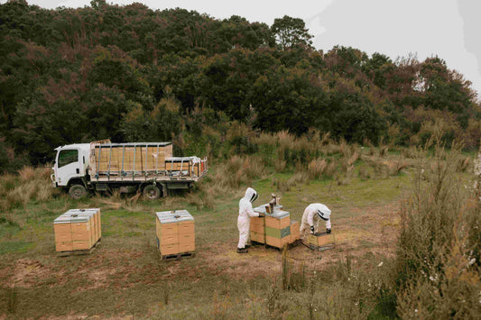 Manuka honey bee hives in natural hills setting 