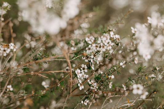 New Zealand manuka Plant