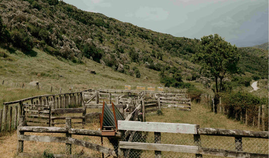 Rural New Zealand farmland with weathered livestock pens and rolling green hills, representing the natural environment behind M&H Manuka Honey.