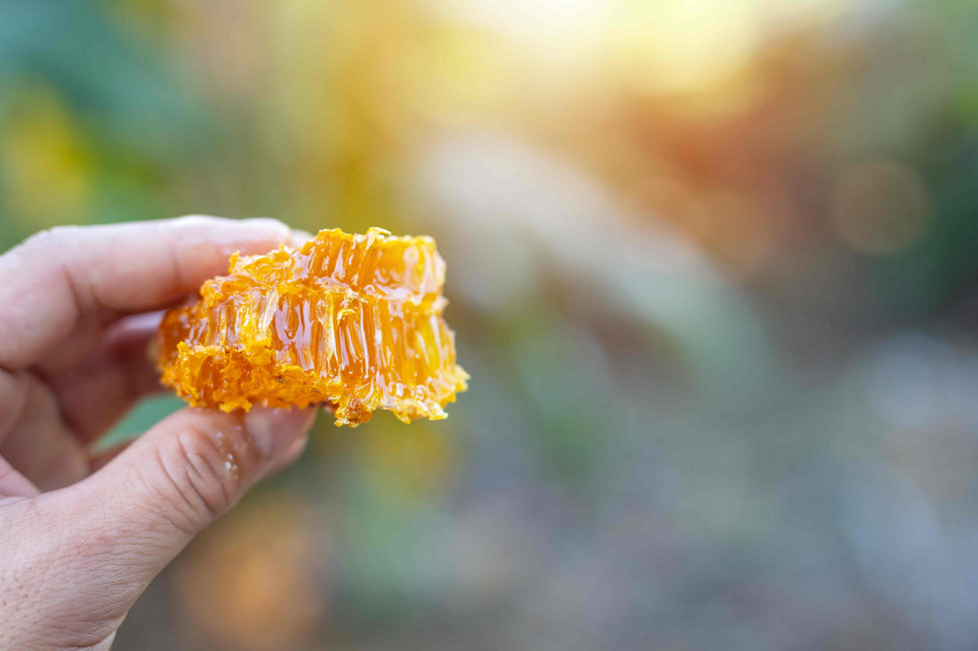 close-up of honeycomb held in hand
