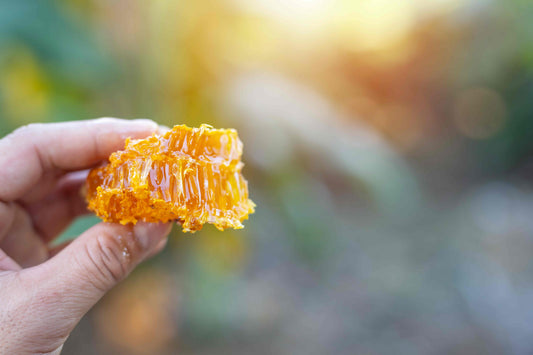 close-up of honeycomb held in hand