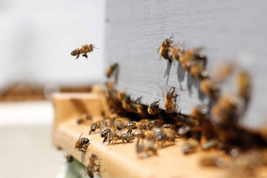 honey bees busy at work collecting manuka tree pollen