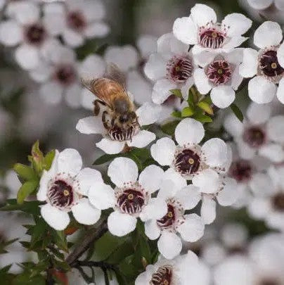 honey bee manuka flower, NZ